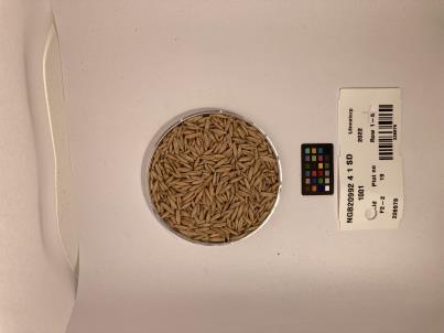 Click for 1 image(s) for this accession. SEED